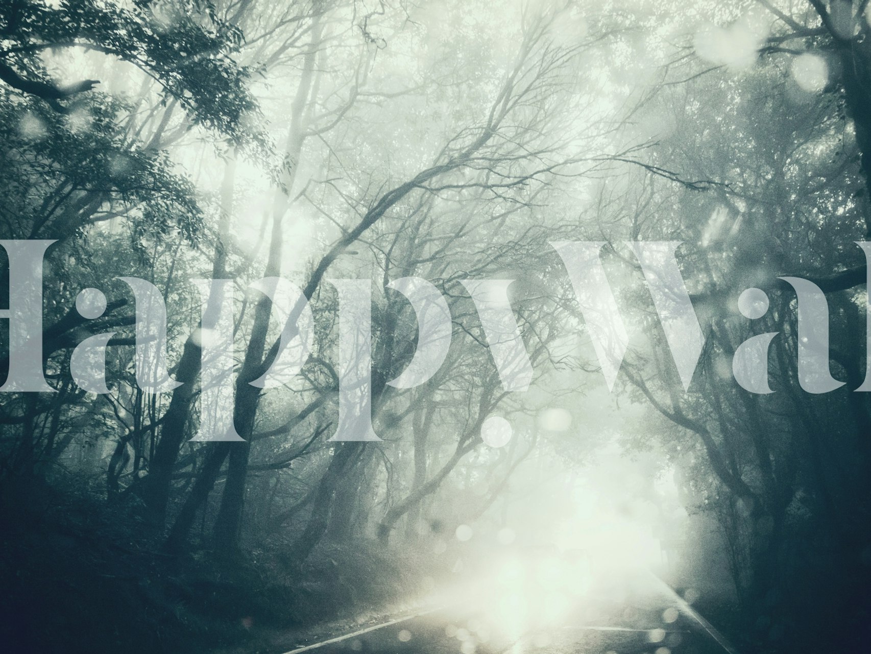 Misty forest scene with trees shrouded in fog, monochrome wallpaper