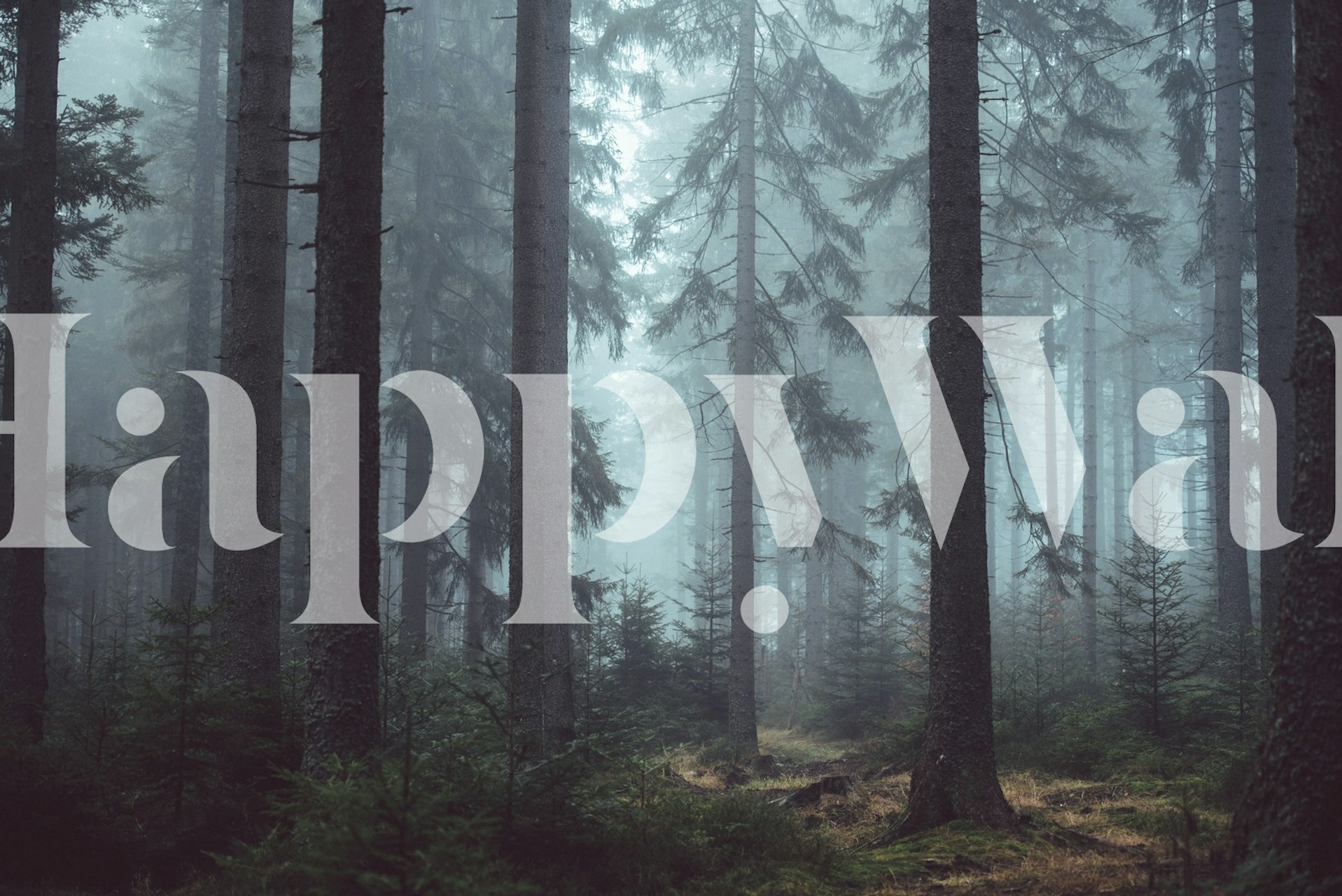 Tapeta przedstawiająca spokojną scenę misty pine forest