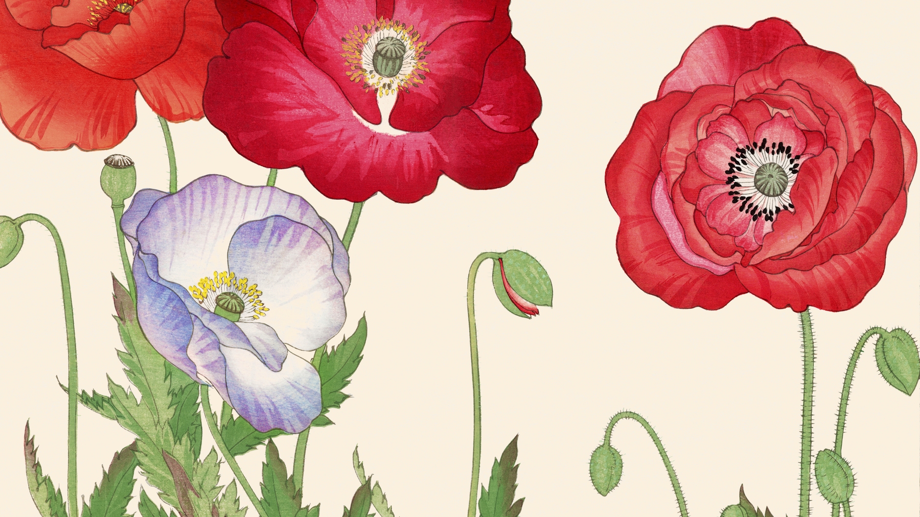 Vintage Poppies Floral Wallpaper – Buy Online | Happywall