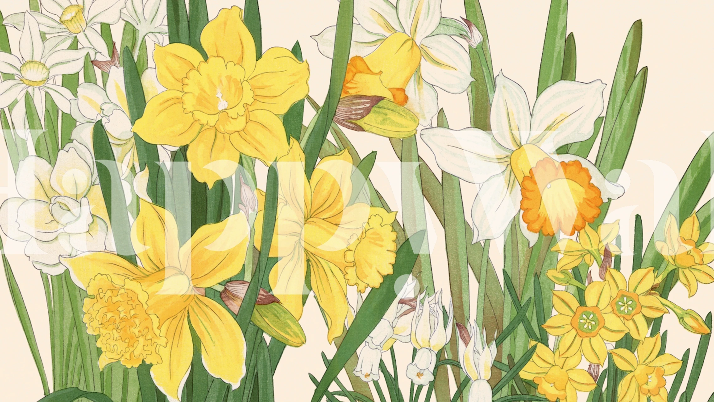 Yellow daffodils and white flowers with green leaves wallpaper