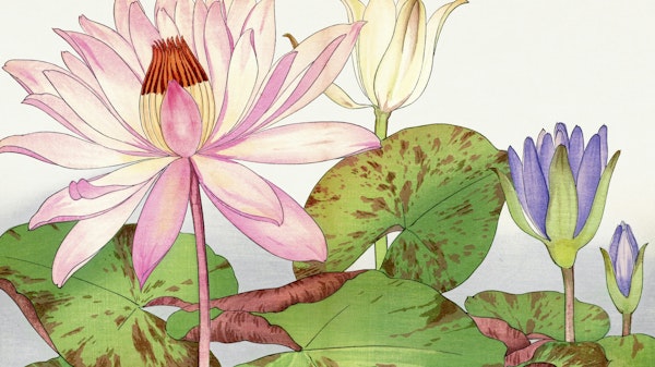 Vintage Lotus Floral