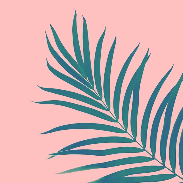 Tropical Palm Leaf 3