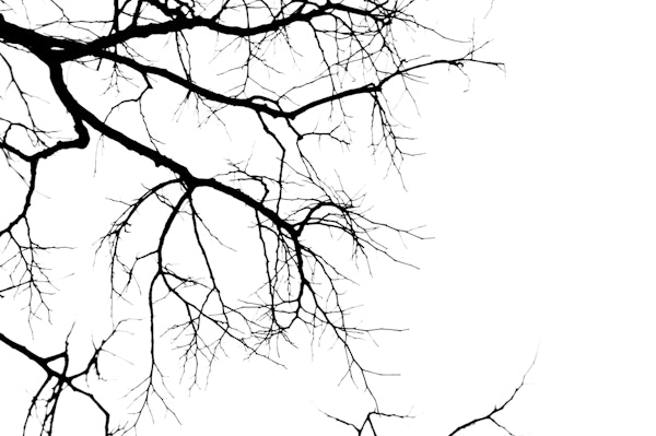 Tree branches silhouettes