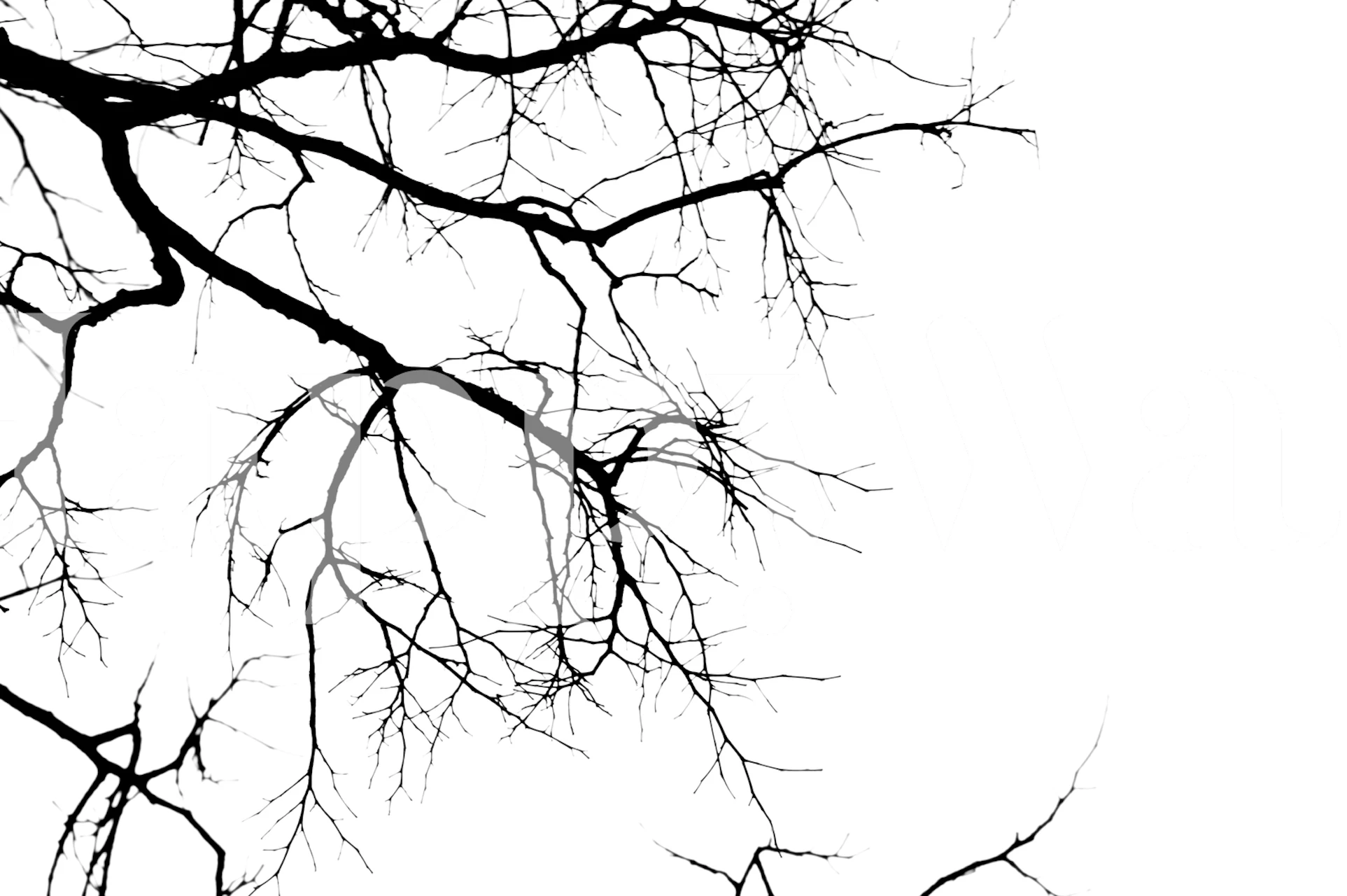 Tapet med tree branches silhouettes