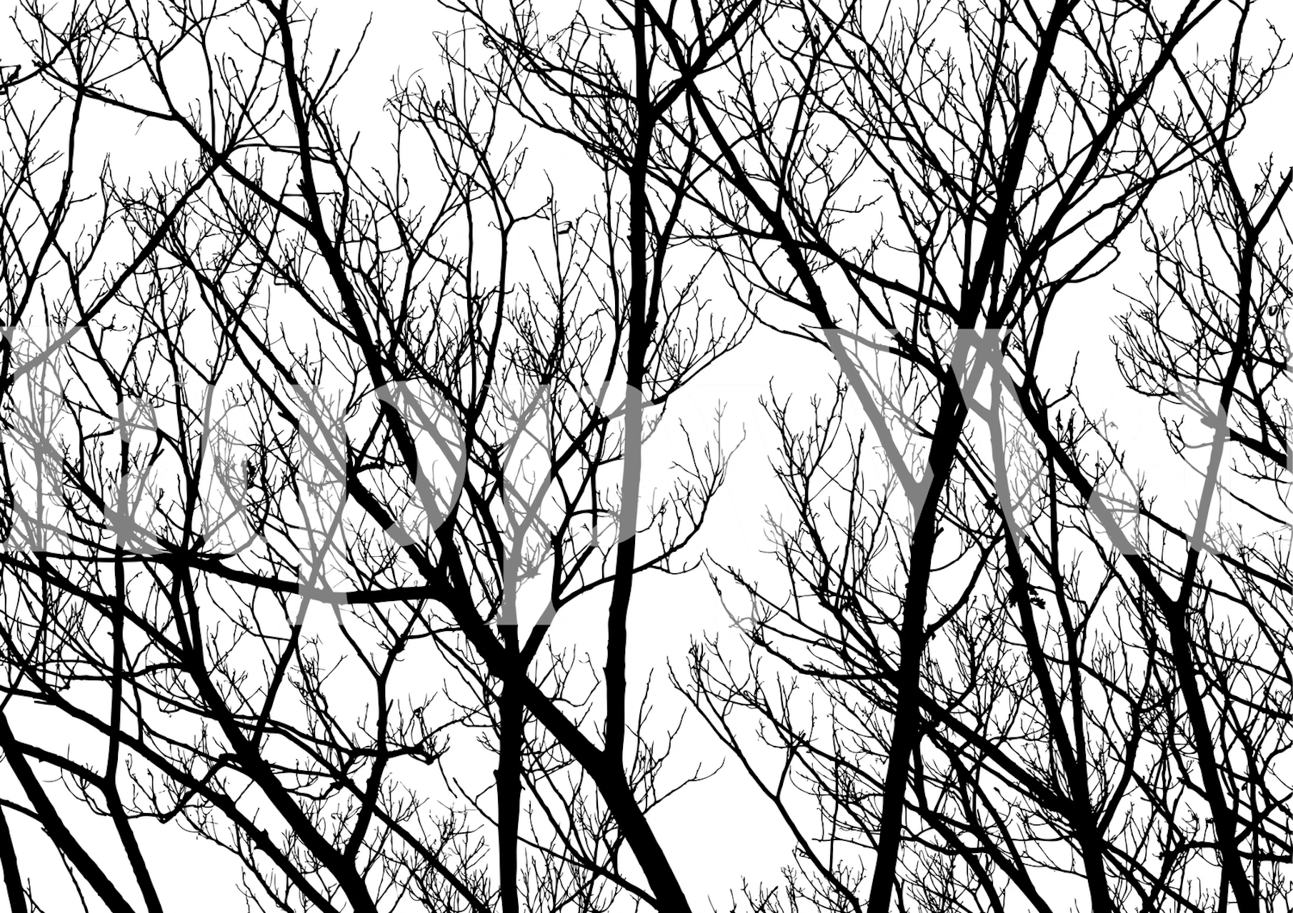 Papel tapiz de siluetas de ramas con ramas de árbol negras sobre fondo blanco, evocando una sensación natural y serena.