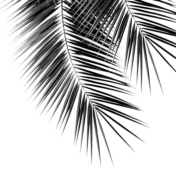 Black Palm Leaves Dream 2