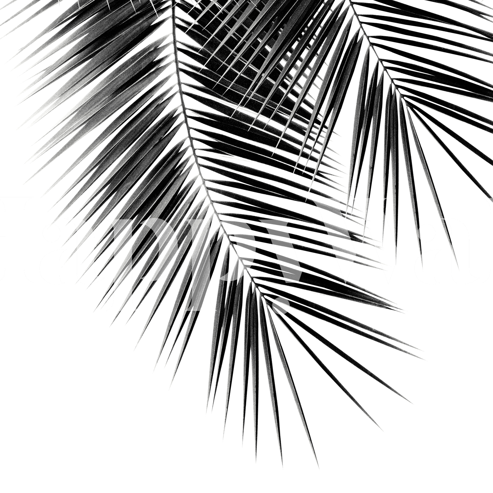 Листья пальмы черно белые