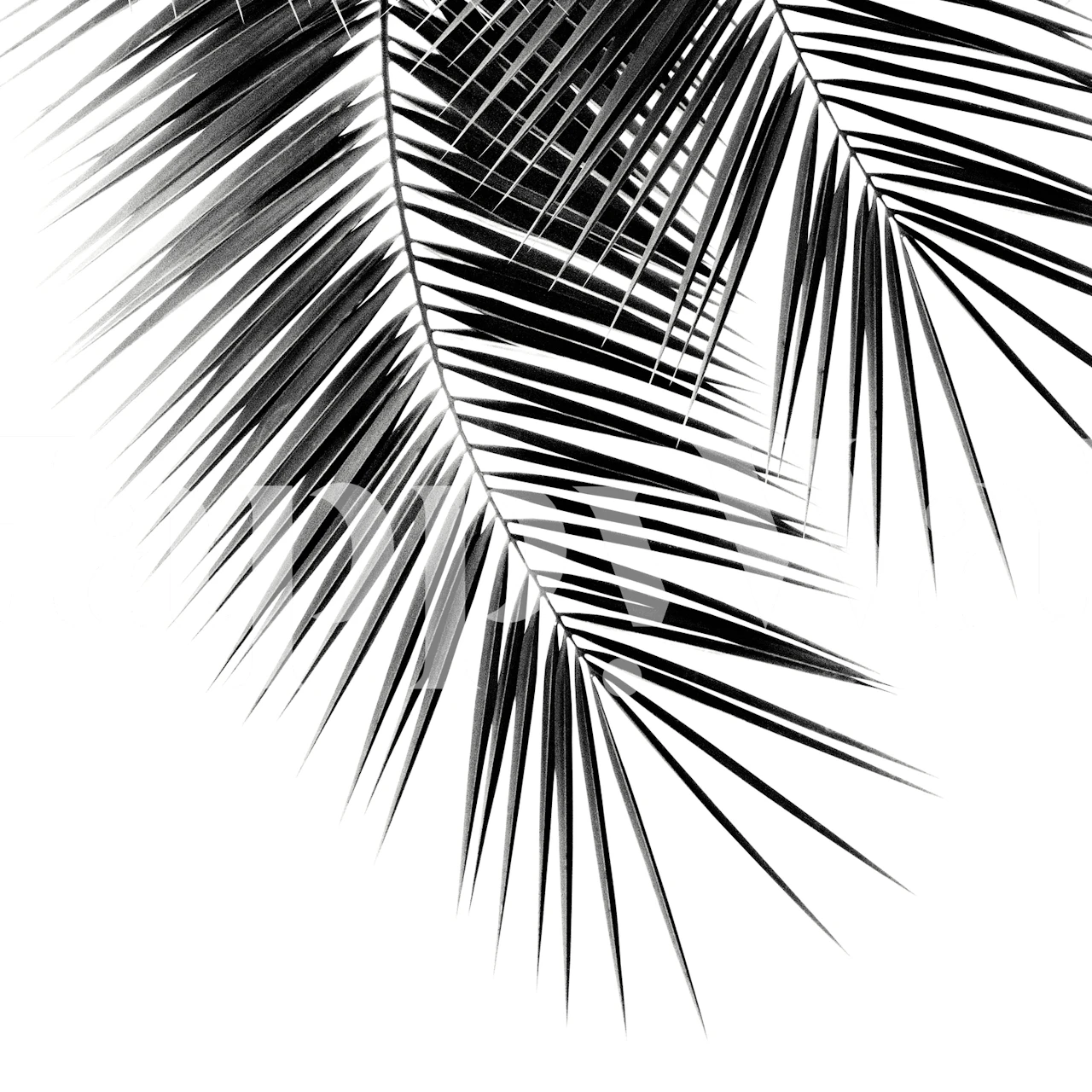 Monochrome black palm leaves wall mural for contemporary interior design