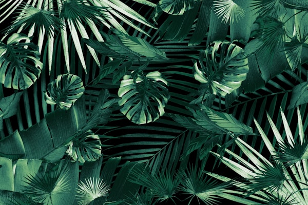 Tropical Jungle Siesta 1