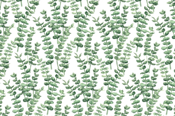 Eucalyptus watercolor 6