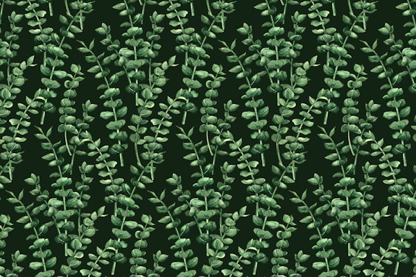 Eucalyptus watercolor 7