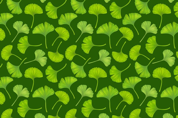 Ginkgo leaves on dark green