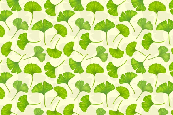 Ginkgo leaves on off white