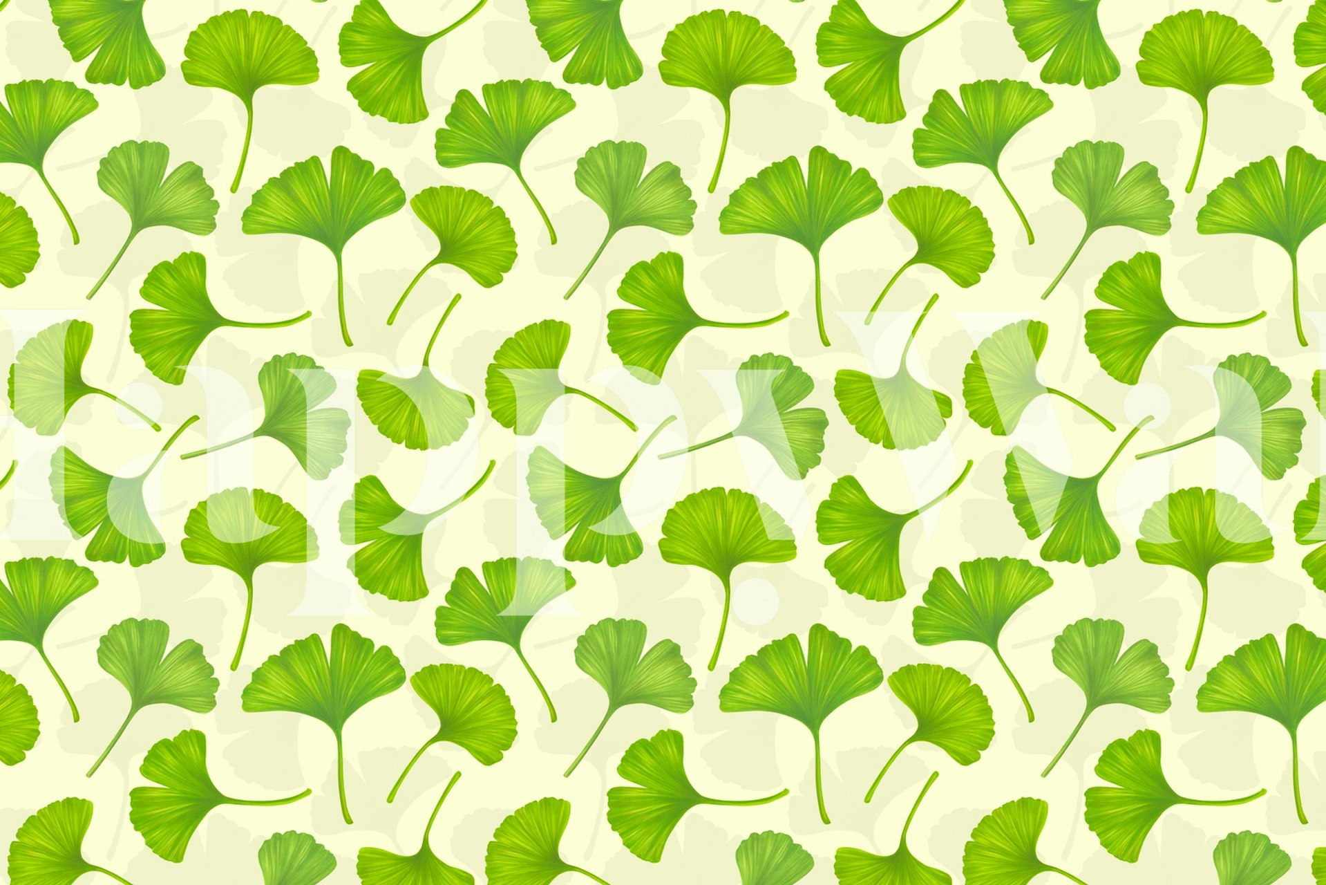 Ginkgo Leaves on Off White Τοίχο