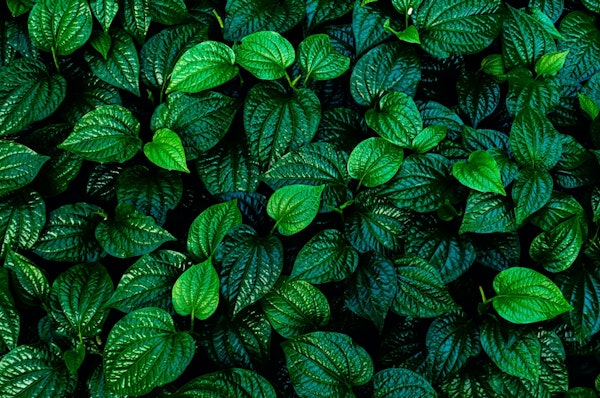 Green leaves explosion