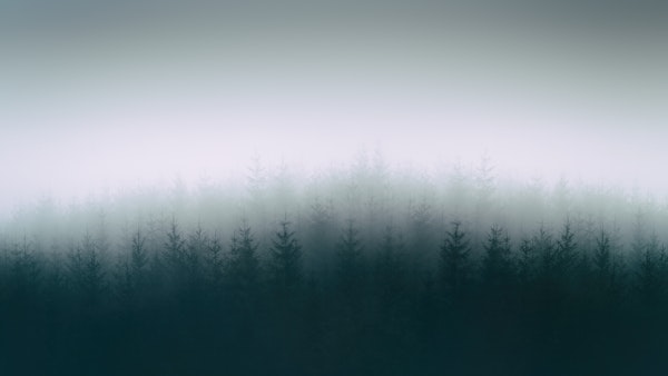 Foggy woods II