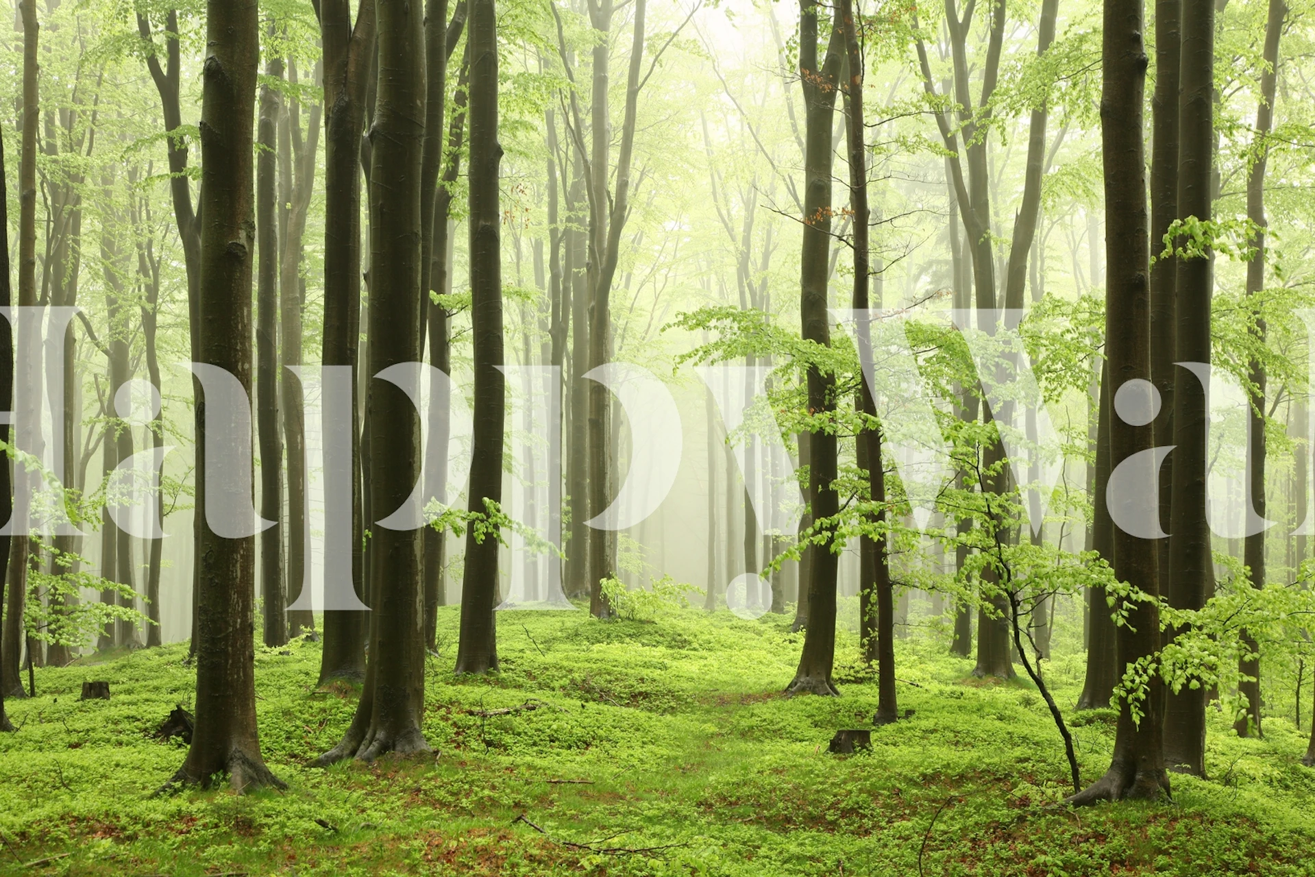 Wiosenna fototapeta z bukowym lasem z bujną zielenią i promieniami słońca przebijającymi się przez drzewa