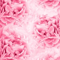 Light Red Peonies Dream 1 ταπετσαρία