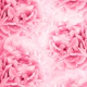 Light Red Peonies Dream 1
