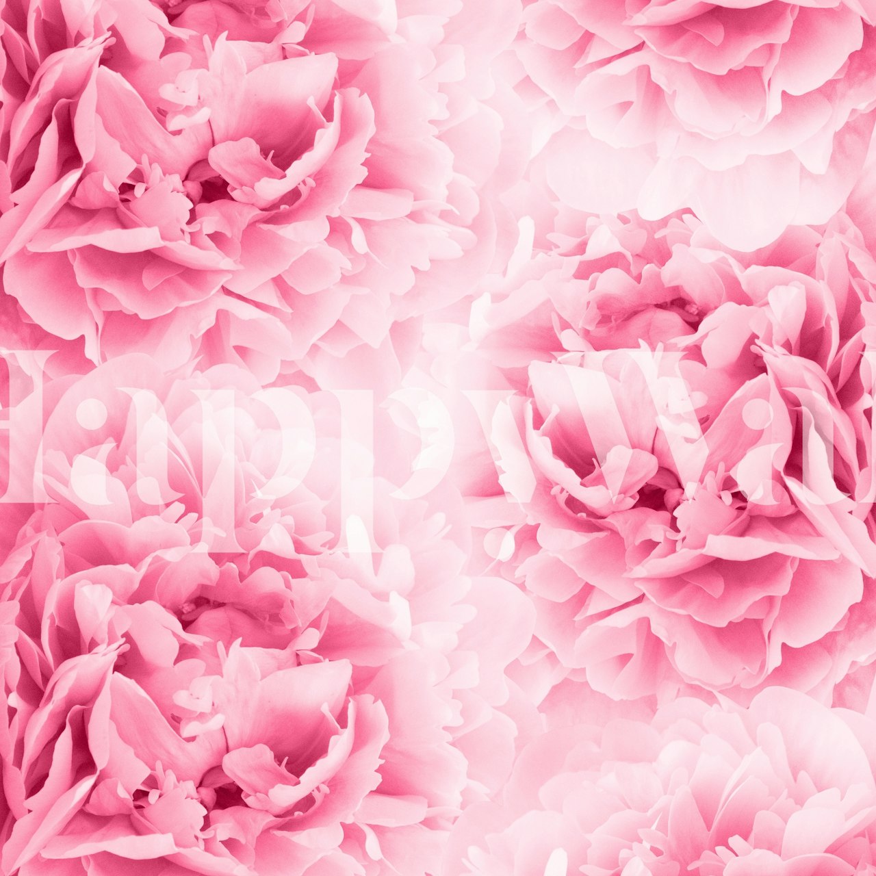 Light Red Peonies Dream wallpaper in a room