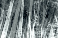 Grey Forest papiers peint