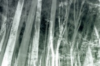 Grey Forest papiers peint