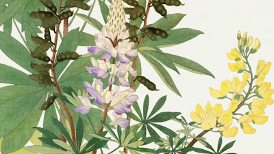 Τοιχογραφία