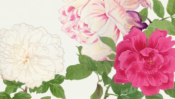 Vintage Peony Garden