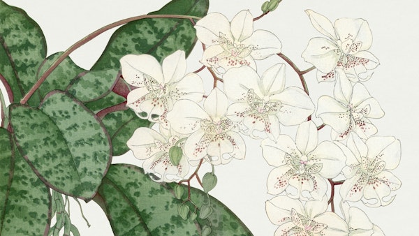 Vintage Orchid Garden