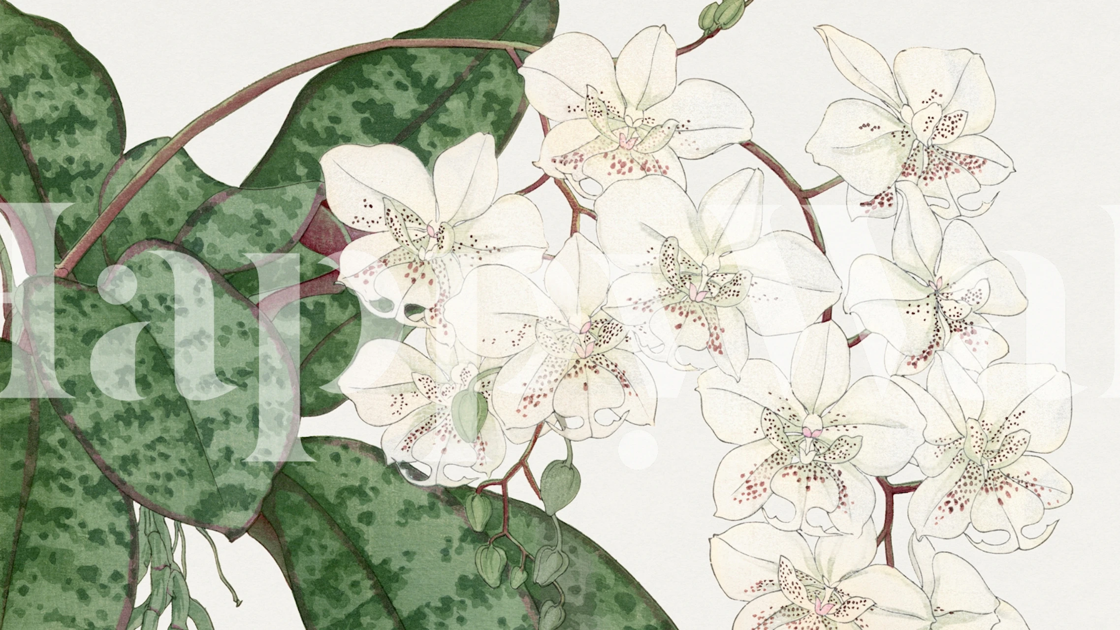 Vintage Orchid Garden wallpaper in a room