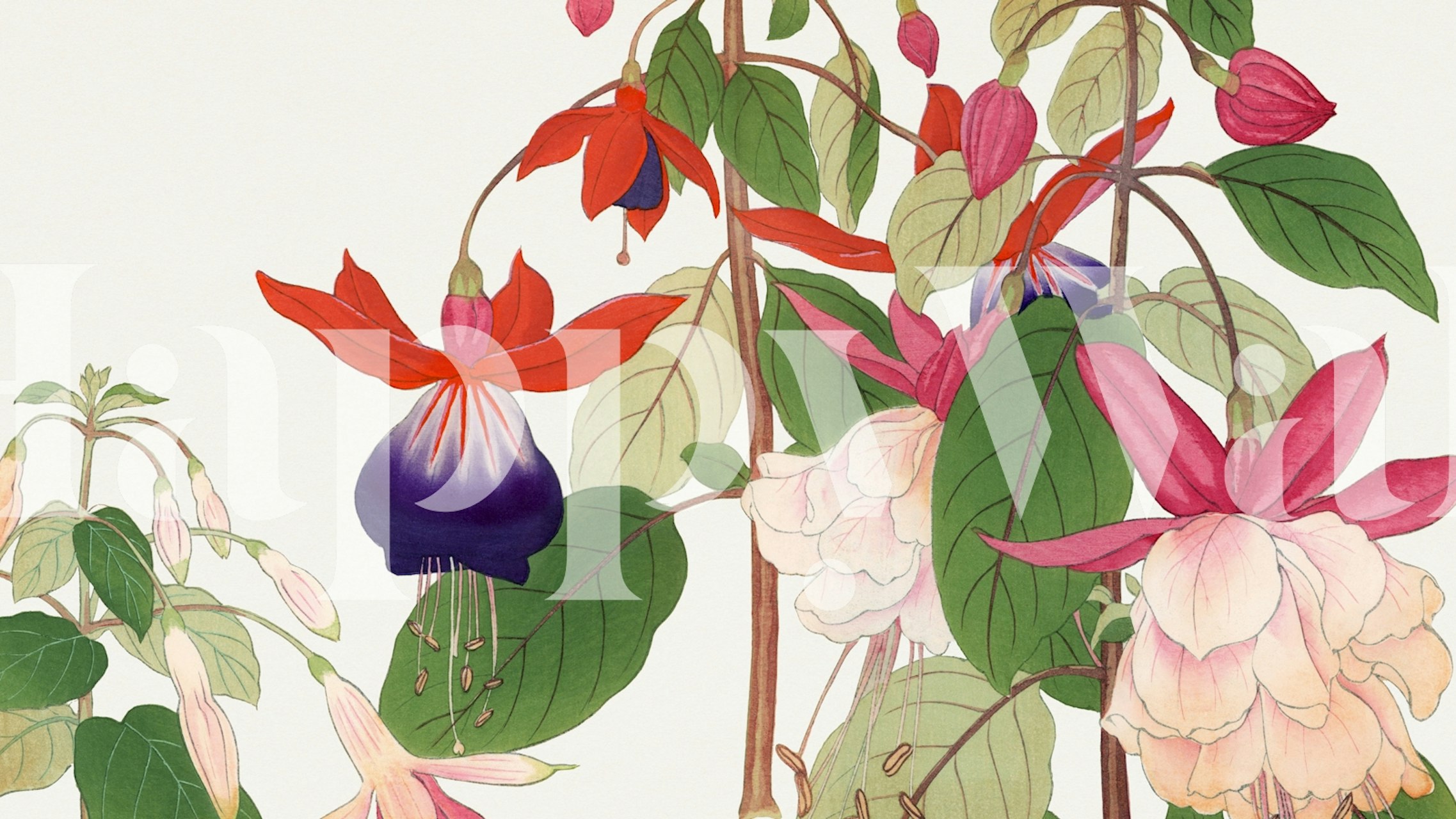 Fuchsia flowers and green leaves with vibrant colors wallpaper