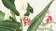 Tropical Floral