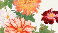 Japanese Dhalia Floral tapet
