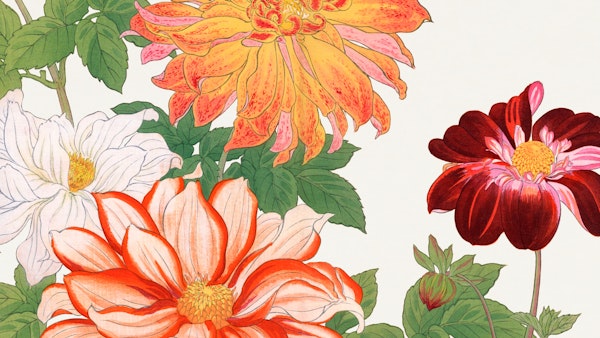 Japanese Dhalia Floral