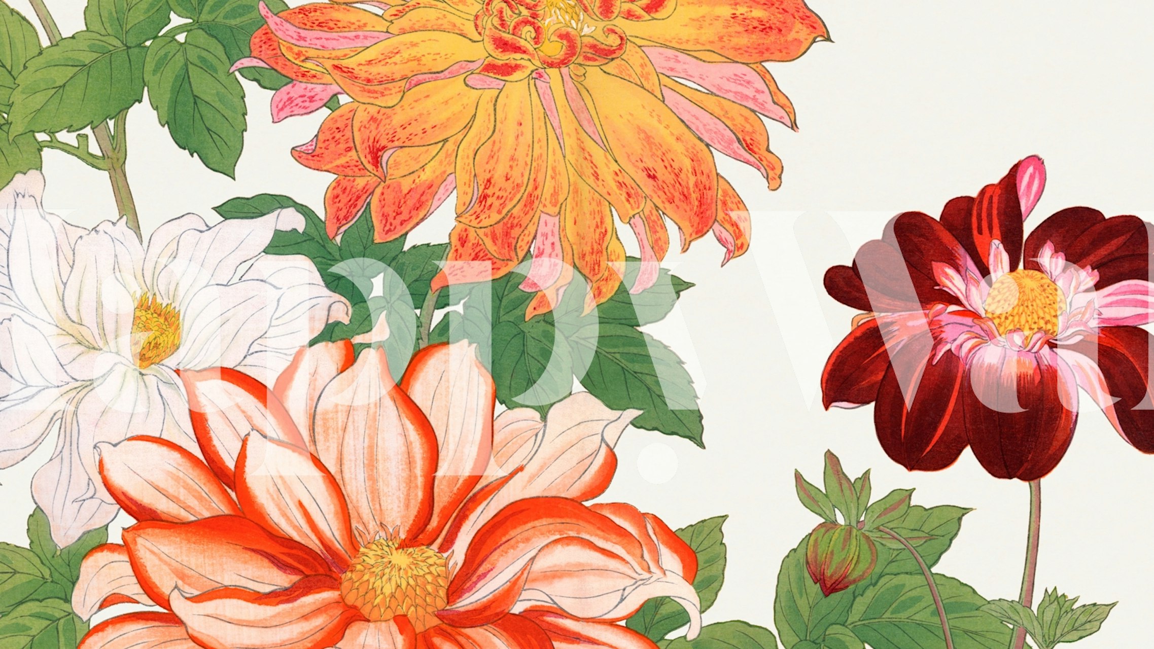 Elegant Japanese Dhalia Floral wall mural with vibrant flowers on neutral background
