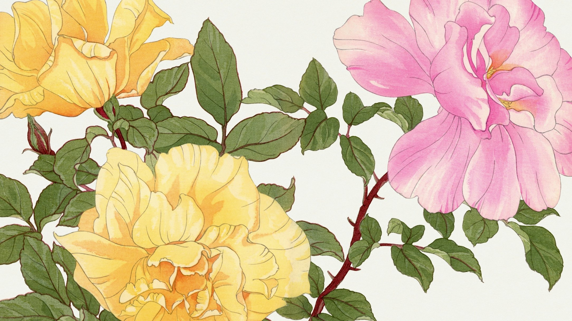 Japanese Peony Wallpaper | Happywall