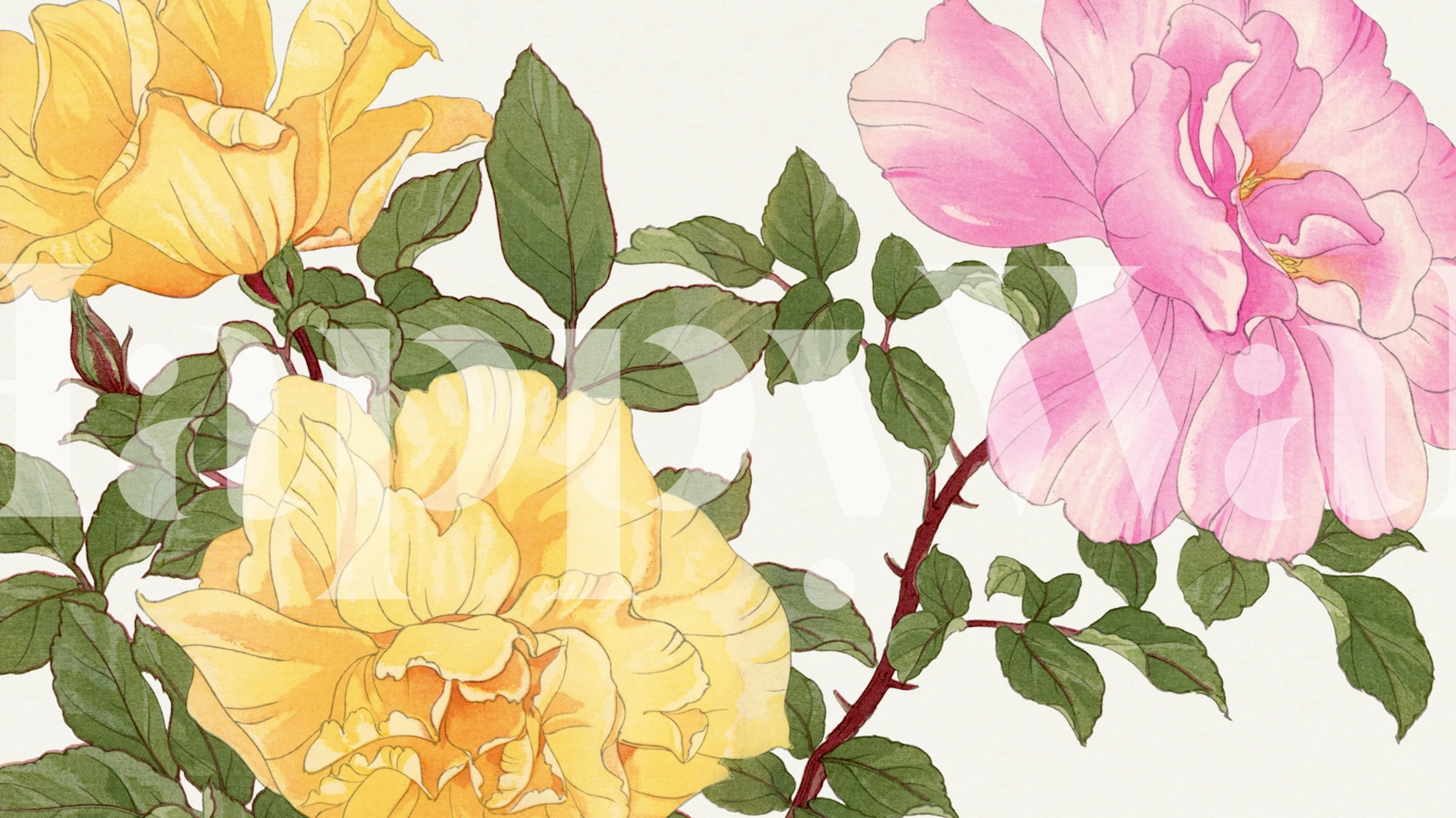 Yellow and pink peony flowers with green leaves wallpaper