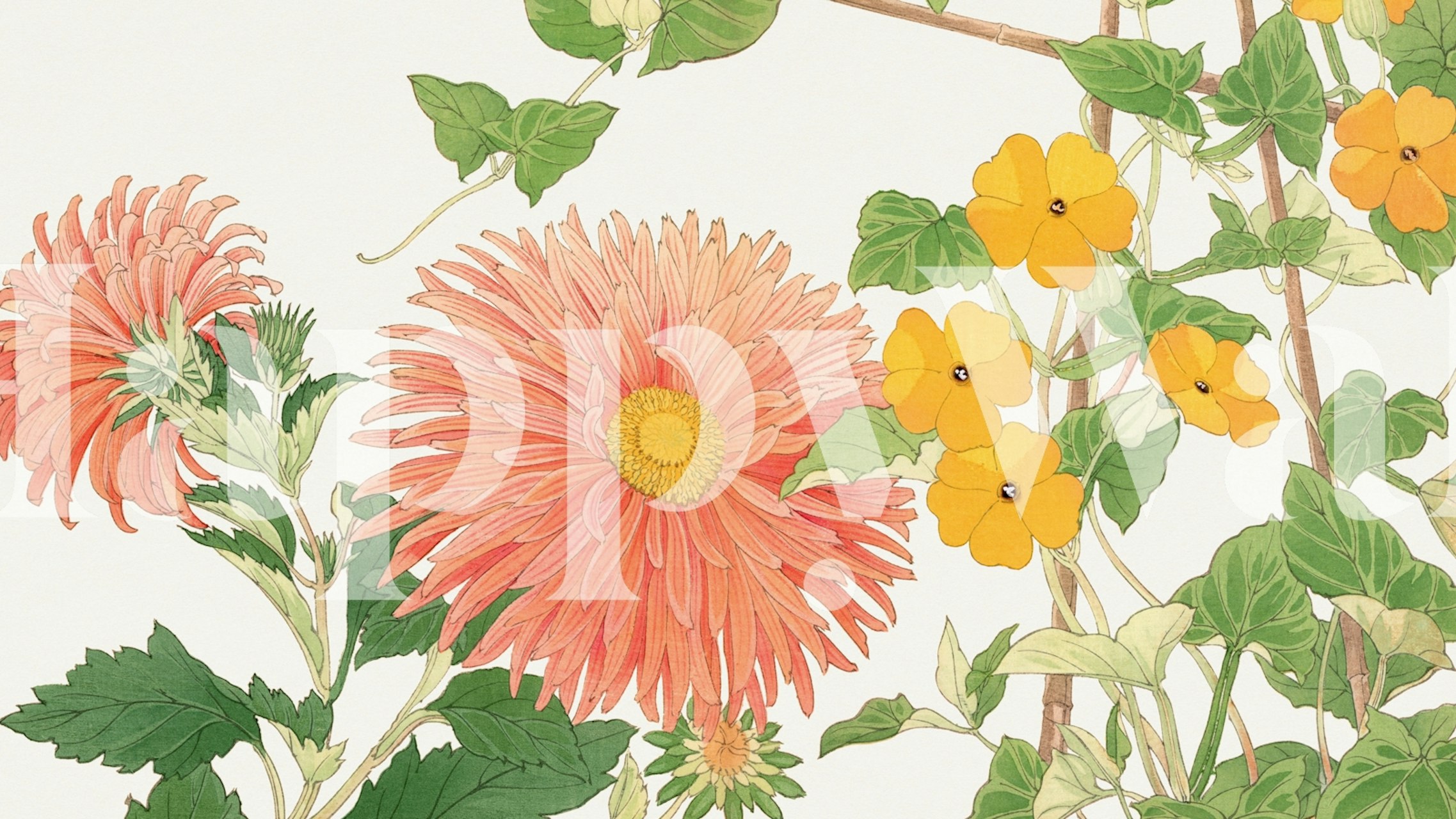 Pink Asian dahlia flowers and yellow blooms on wallpaper
