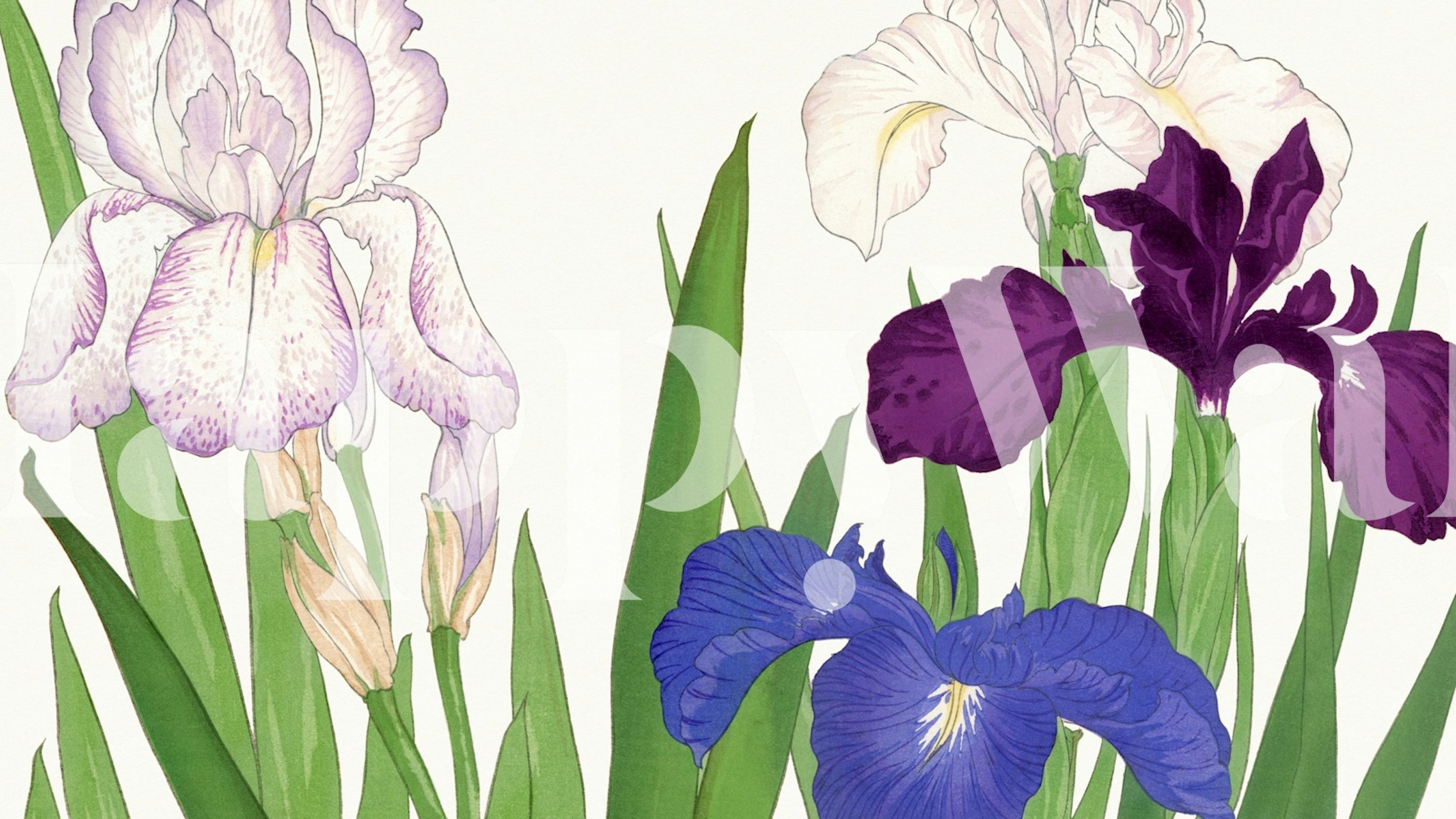 Japanese floral wallpaper with purple and blue irises, green leaves, botanical style