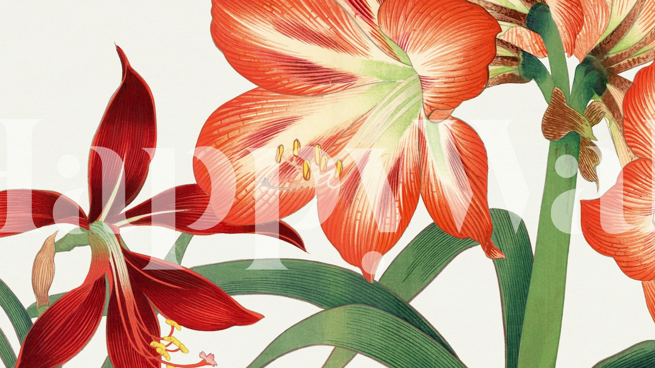 Japanese Amaryllis Floral wall mural with red flowers and green stems on a light background