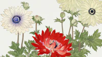 Japan Vintage Floral tapete