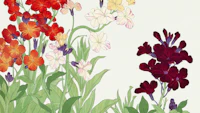 Japan Floral Chique tapete