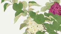 Japan Elderberry Floral tapete