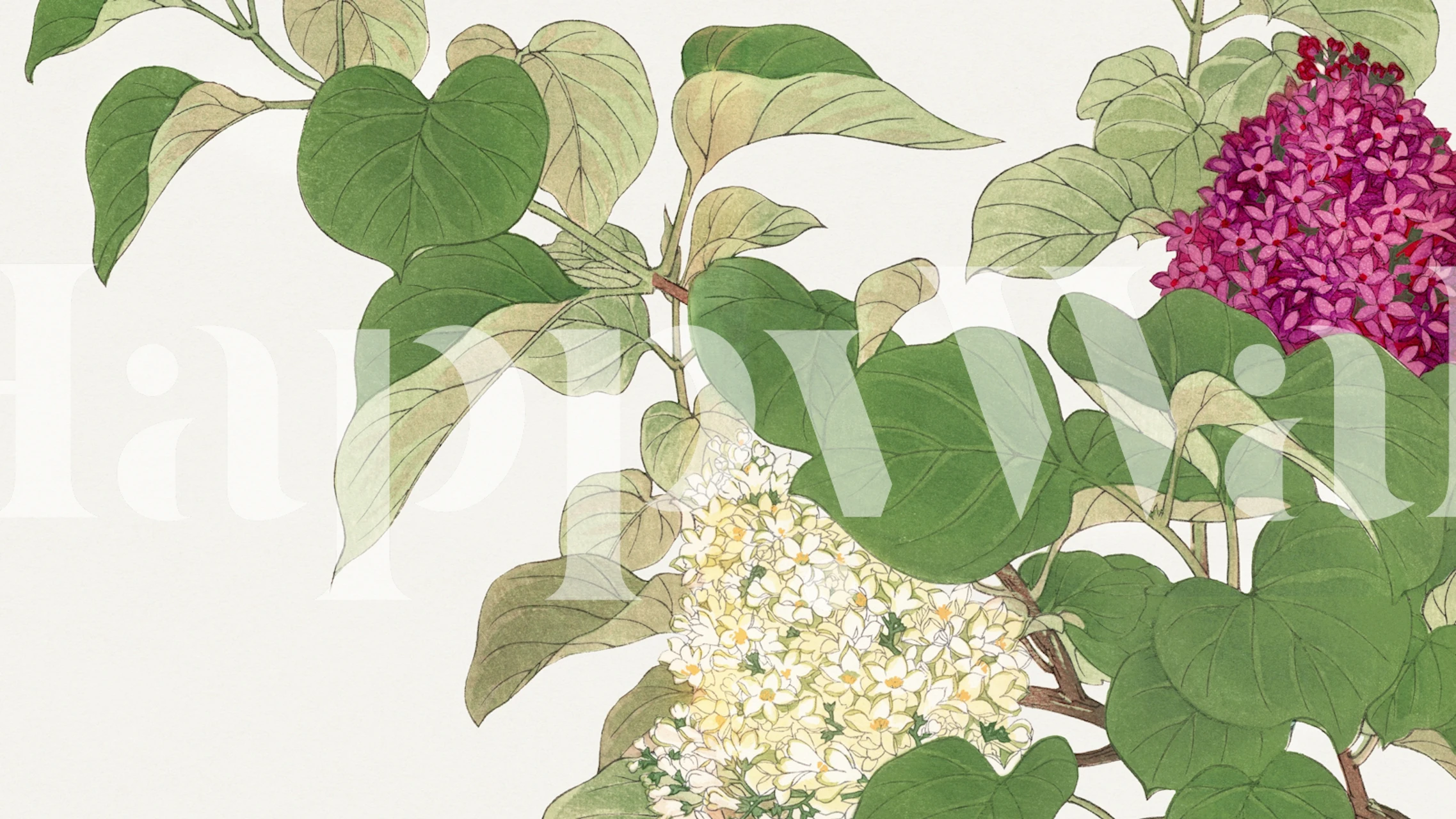 Japan Elderberry Floral tapetdesign