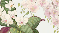 Blush Japan Floral tapete