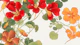 Warm Color Japan Floral