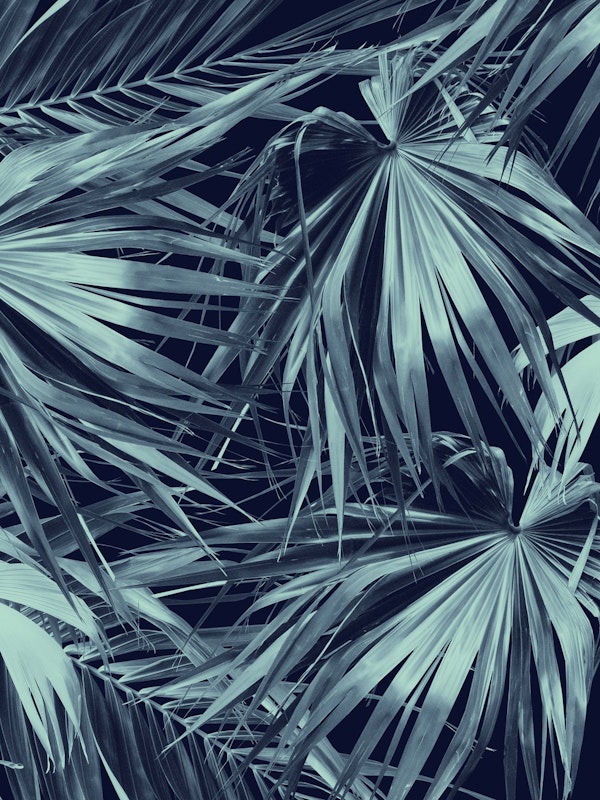 Fan Palm Jungle Dream 3