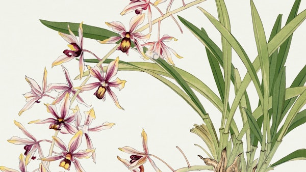 Japan Vintage Flowers