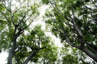 Green Trees Dream 1 papiers peint