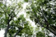 Green Trees Dream 1